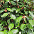 niet gebruiken Elaeagnus ebbingei 'Compacta' (= Heterophyllus)