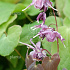 Epimedium grandiflorum 'Lilafee'