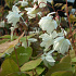 Epimedium youngianum 'Niveum'