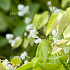 Epimedium youngianum 'Niveum'