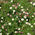 Erigeron karvinskianus