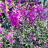 Erysimum 'Bowles' Mauve'