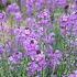 Erysimum 'Bowles' Mauve'