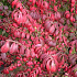 Euonymus alatus 'Compactus'