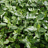 Euonymus fortunei 'Coloratus'