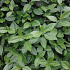 Euonymus fortunei 'Coloratus'