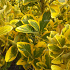 Euonymus japonicus 'Aureus'