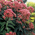 Eupatorium maculatum 'Atropurpureum'