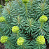 Euphorbia characias wulfenii