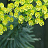 Euphorbia characias wulfenii