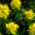 Euphorbia polychroma