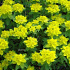 Euphorbia polychroma