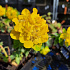 Euphorbia polychroma