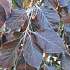 Fagus sylvatica 'Purple Fountain'