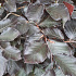 Fagus sylvatica 'Atropunicea'