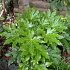 Fatsia japonica