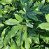 Fatsia japonica