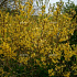 Forsythia int. 'Lynwood'