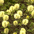 Fothergilla major