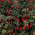 Fuchsia magellanica 'Riccartonii'