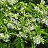 Galium odoratum