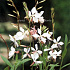 Gaura lindheimeri 'Whirling Butterflies'