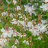 Gaura lindheimeri 'Whirling Butterflies'