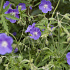 Geranium 'Brookside'