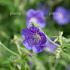 Geranium 'Brookside'