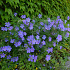 Geranium 'Johnson's Blue'