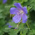 Geranium 'Johnson's Blue'