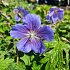 Geranium 'Johnson's Blue'