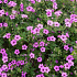 Geranium 'Patricia'