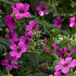 Geranium 'Patricia'