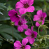 Geranium 'Patricia'