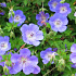 Geranium 'Rozanne'
