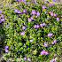 Geranium 'Rozanne'