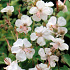 Geranium cantabrigiense 'Biokovo'