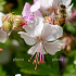 Geranium cantabrigiense 'Biokovo'