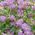 Geranium cantabrigiense 'Cambridge'