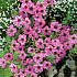 Geranium cinereum 'Ballerina'