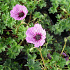 Geranium cinereum 'Ballerina'