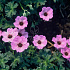 Geranium cinereum 'Ballerina'