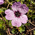 Geranium cinereum 'Ballerina'