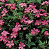 Geranium endressii 'Wargrave Pink'