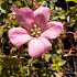 Geranium endressii 'Wargrave Pink'