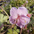 Geranium macrorrhizum 'Ingwersen's Variety'