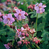 Geranium macrorrhizum 'Ingwersen's Variety'