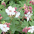 Geranium macrorrhizum 'Spessart'