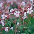 Geranium macrorrhizum 'Spessart'
